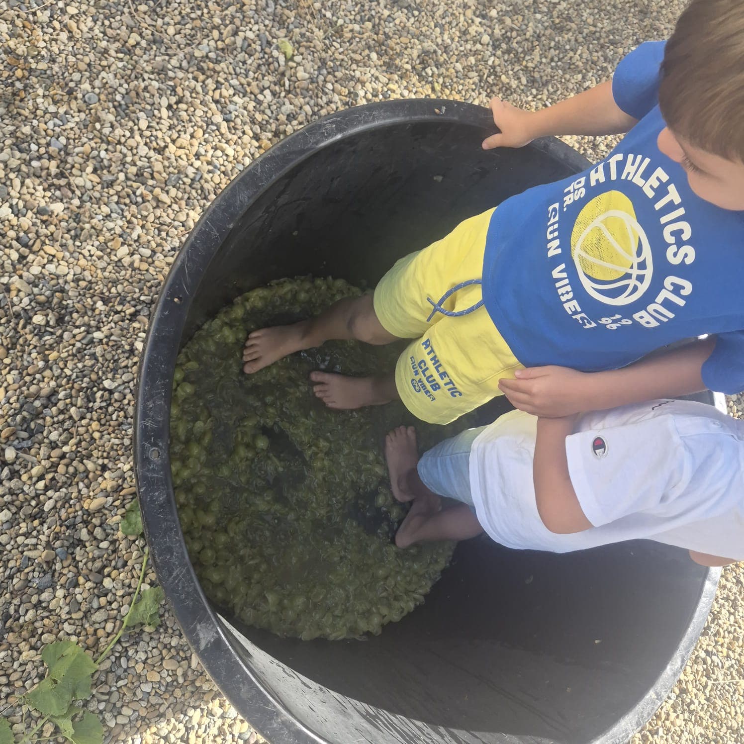 La vendemmia a scuola